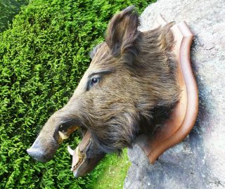 Large Vintage French Large Wild Boar Head Taxidermy