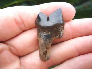 Rare Jaguar Carnassial Tooth Florida Fossils Cat Teeth Ice Age Dire Wolf Saber @
