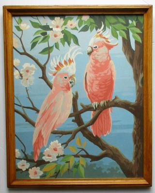 Vintage Paint By Number Picture Pink Cockatoos Tropical Birds 16 " X 20 " Framed