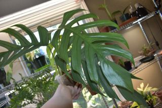 Epipremnum pinnatum ‘Cebu Blue’ Mature tip cutting Unusual rare aroid LARGE 5