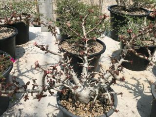 Boswellia nana 20 seeds rare frankincense Commiphora Bursera succulent caudex 2
