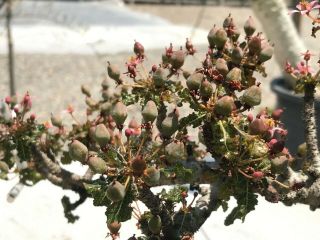 Boswellia nana 20 seeds rare frankincense Commiphora Bursera succulent caudex 4