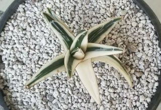 Agave " White Rhino - Half Moon " - Sectoral Variegated 5 " Extremely Rare