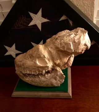 Rare Fossil Rhino Skull - Hyracodon Nebrascencis - Nebraska Badlands,  Oligocene