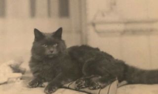 Antique Vintage Victorian Black Cat Photo Cabinet Card Portrait