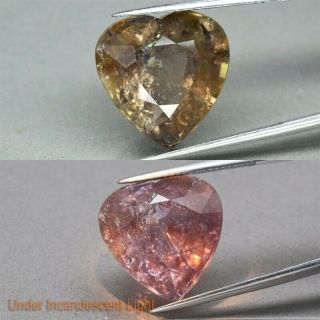 Certificate Inc.  Huge Rare 20.  42ct Heart Natural Unheated Color Change Sapphire