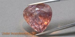 CERTIFICATE Inc.  Huge Rare 20.  42ct Heart Natural Unheated Color Change Sapphire 3