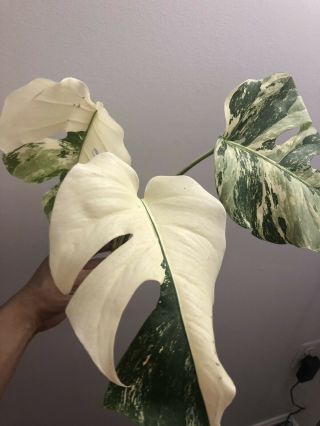 Rare Variegated Monstera Deliciosa Albo Borsigiana Top Cutting. 2