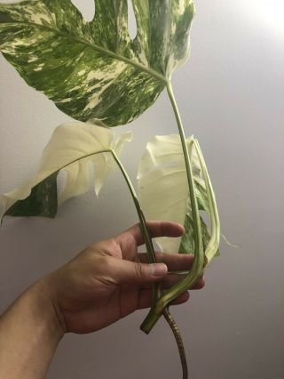 Rare Variegated Monstera Deliciosa Albo Borsigiana Top Cutting. 5