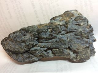 202 Gr.  Chromium Very Rare Green Petrified Wood Log Arizona Museum Piece