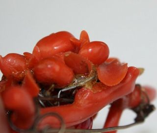 Old Chinese Carved Natural Red Salmon Branch Coral Floral Ladys Brooch Pin MSW 5