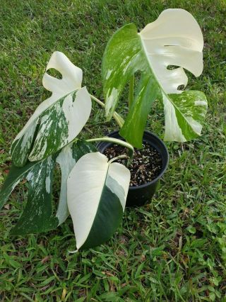 Extrm White Variegated Monstera Borsigiana Philodendron Rare Aroid