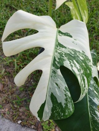 EXTRM White Variegated Monstera Borsigiana Philodendron Rare Aroid 2
