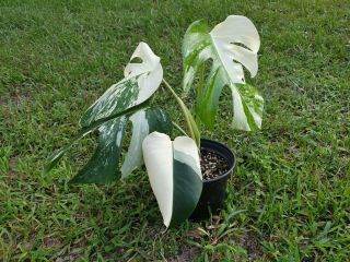 EXTRM White Variegated Monstera Borsigiana Philodendron Rare Aroid 6