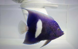 (live Saltwater Fish) Tsm White Bar Maculosus Angelfish - Rare