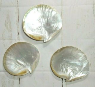 Set Of 3 Vintage Large Shell Plates 8 " Each Mother Of Pearl