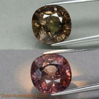 Certificate Inc.  Big Rare 7.  42ct Cushion Natural Unheated Color Change Sapphire
