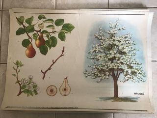 Vintage Botanical Pull Down School Chart Of A Pear - Tree