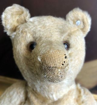Rare Early 1900 Sweet Steiff Teddy Bear With His Button 13 Inches