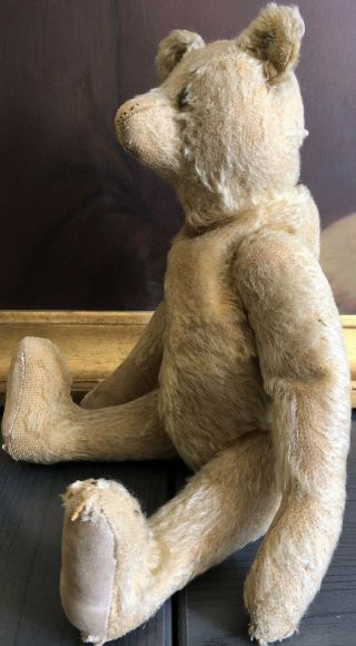 rare early 1900 Sweet Steiff Teddy Bear with his Button 13 inches 3