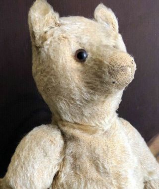 rare early 1900 Sweet Steiff Teddy Bear with his Button 13 inches 4