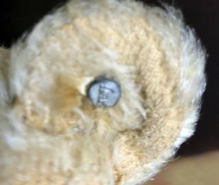 rare early 1900 Sweet Steiff Teddy Bear with his Button 13 inches 5