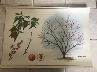 Vintage Botanical Pull Down School Chart Of A Peach - Tree