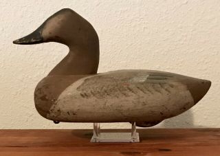 Vintage Maryland Canvasback Hen Duck Decoy Solid Body Form Nicely Painted