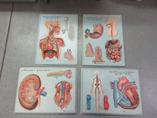 Vintage 1970s Hubbard Scientific 3 - D Set Of 4 Classroom Displays 24x18 "