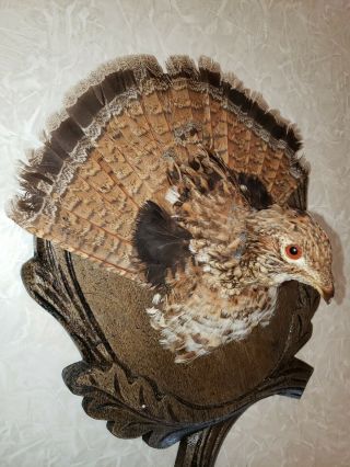 Vintage Taxidermy Hunting Black Forest Grouse Mount