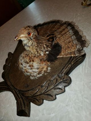 VINTAGE TAXIDERMY HUNTING BLACK FOREST GROUSE MOUNT 2