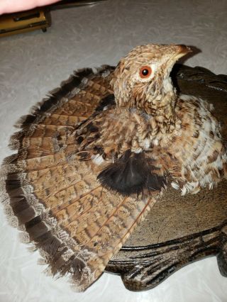 VINTAGE TAXIDERMY HUNTING BLACK FOREST GROUSE MOUNT 3