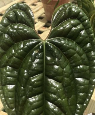 Extreme RARITY Anthurium Luxurians - LARGE & Rare form AROID 2