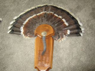 Vintage Adult Wild Turkey Tail Feathers Fan W/ Beard Mount Man Cave Decor