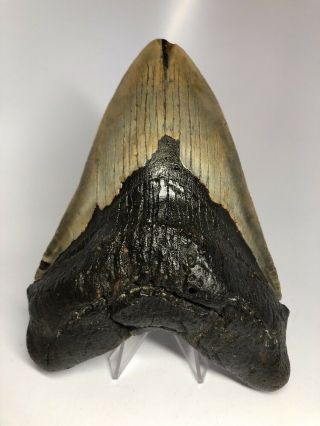 6.  20” Huge Megalodon Fossil Shark Tooth Rare 2074