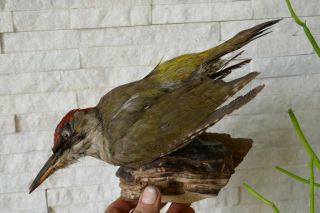 Old Lovely Vintage Green Woodpecker Taxidermy Collectors About 1970