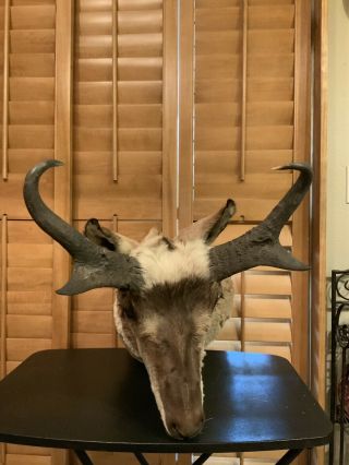 Pronghorn Antelope - Taxidermy Shoulder Mount - Vintage -