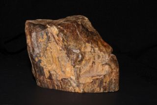 Rare Petrified Wood From The Prince Charle 