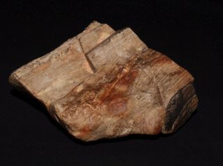 Rare Petrified Wood from the Prince Charle ' s Mountains,  Antarctica - 90mm 2