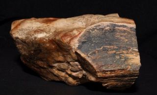 Rare Petrified Wood from the Prince Charle ' s Mountains,  Antarctica - 90mm 3