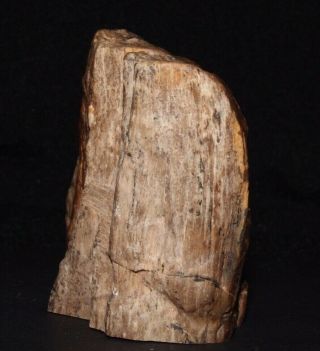 Rare Petrified Wood from the Prince Charle ' s Mountains,  Antarctica - 90mm 4