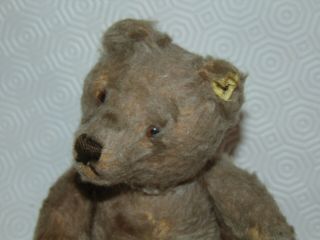 9 inches vintage Steiff jointed teddy bear with part label & Steiff button 2