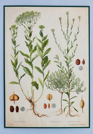 Vintage School Botanical Poster With Three Plants.  Rare Poster.