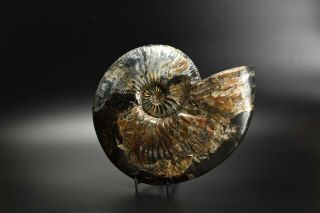 Deshayesites sp.  Rare Russian ammonite. 3