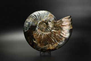 Deshayesites sp.  Rare Russian ammonite. 4