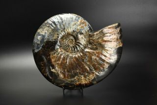 Deshayesites sp.  Rare Russian ammonite. 5