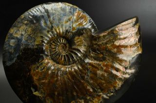 Deshayesites sp.  Rare Russian ammonite. 6