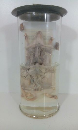 Vintage Rat Wet Specimen Taxidermy Biology Formaline Autopsy Antique
