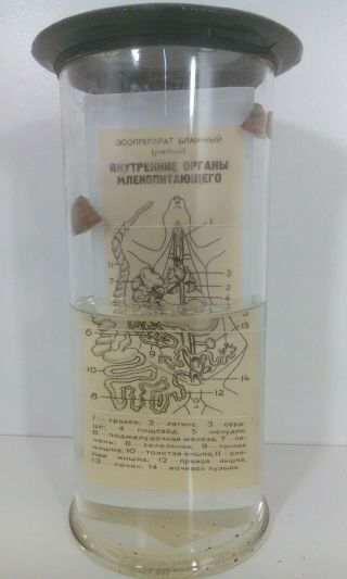 Vintage Rat Wet SPECIMEN taxidermy biology Formaline Autopsy antique 2