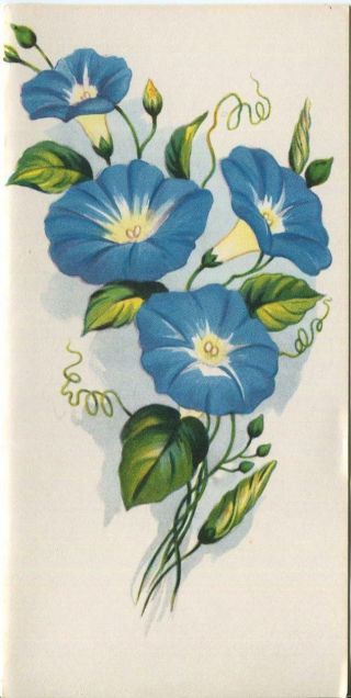 Vintage Heavenly Blue Morning Glory Flowers Climbing Vine Nature Art Card Print